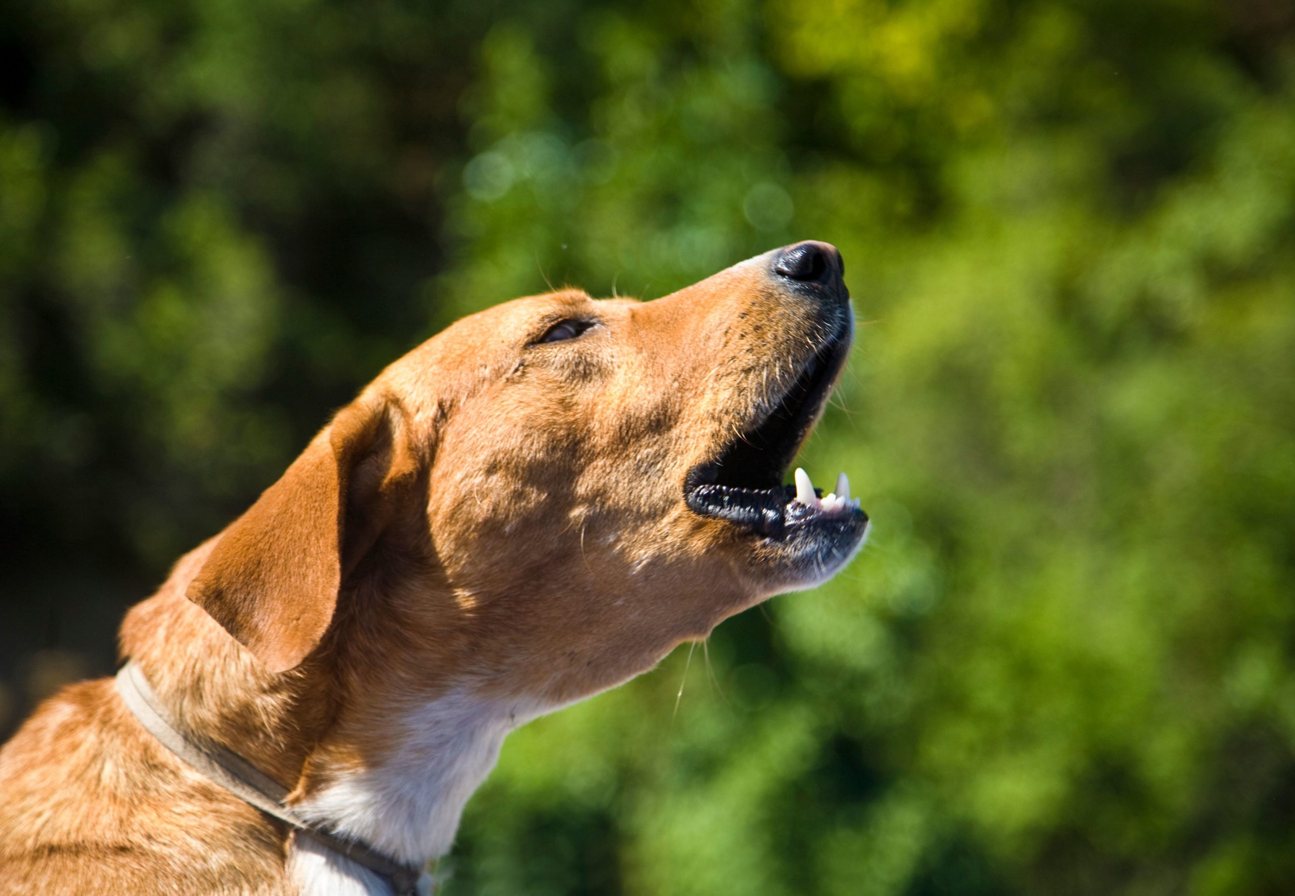 non-stop barking is a violation of tenants' right to quiet