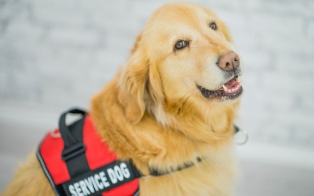 you can't ask discriminatory questions, such as if the tenant has a service dog